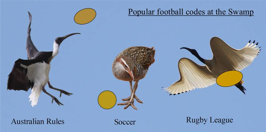 football.JPG