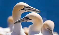 istock_gannet.jpg