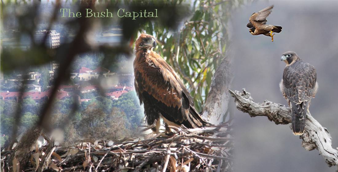in this bush capital.jpg