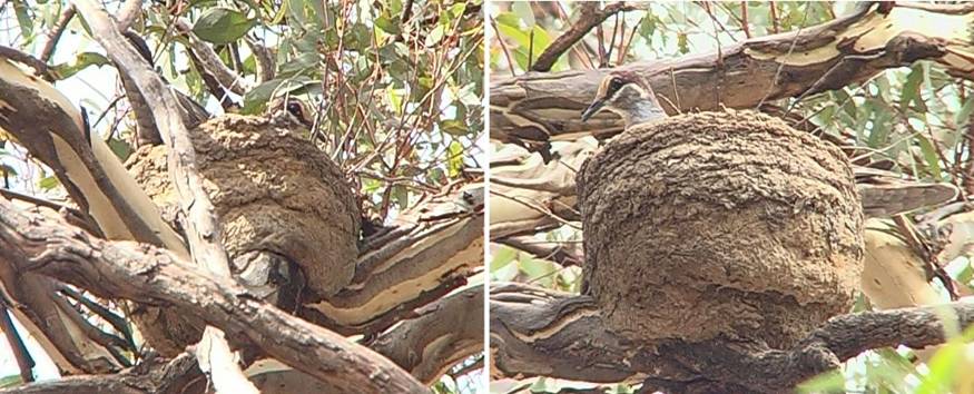 CB nest.JPG