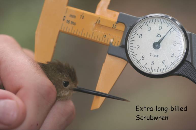 unusual scrubwren_2860.jpg