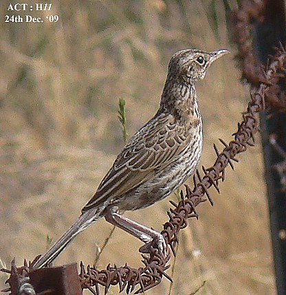 Brown Songlark-01a.jpg