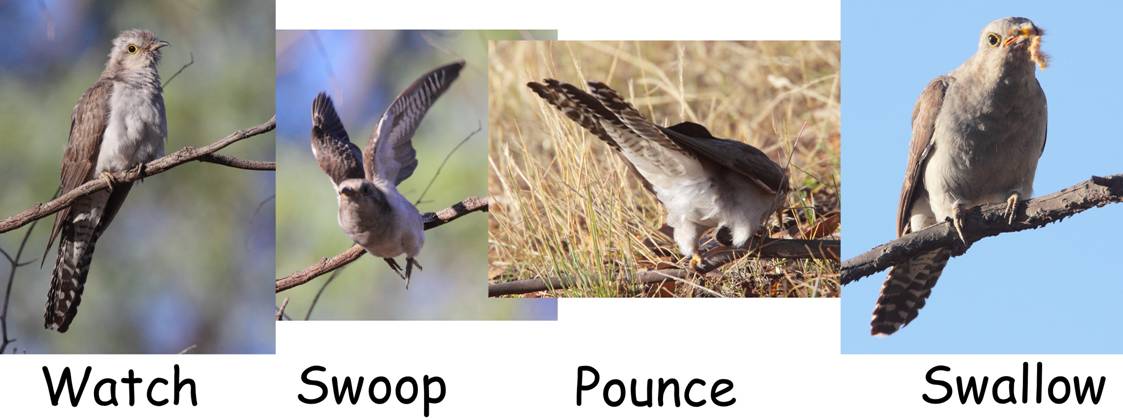 Summer Swallow.jpg