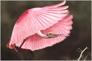 Birds of Courage