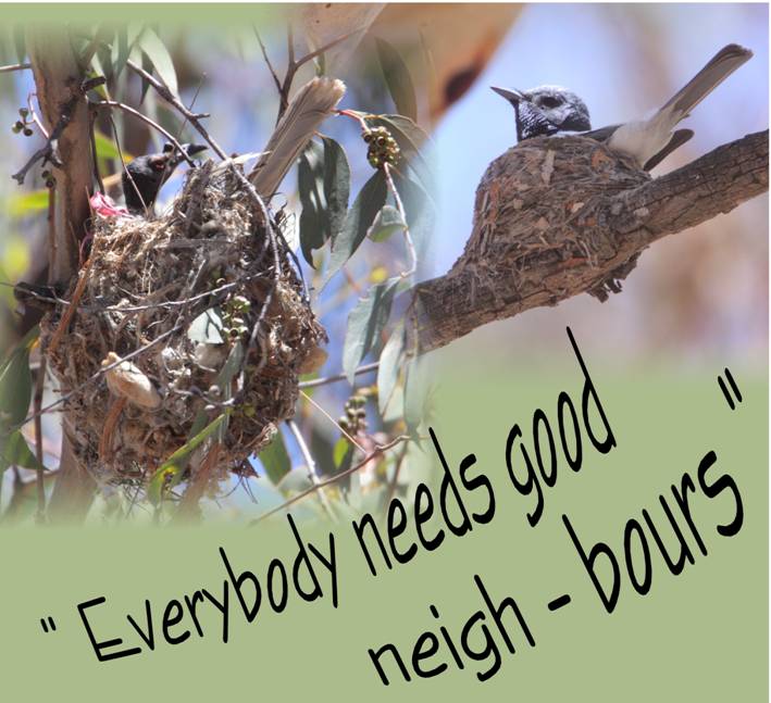 nests.jpg