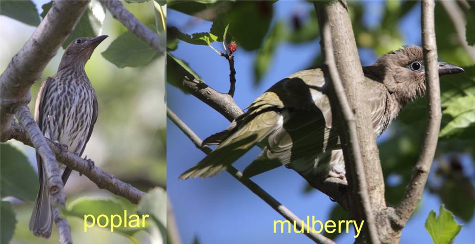figbird_.jpg