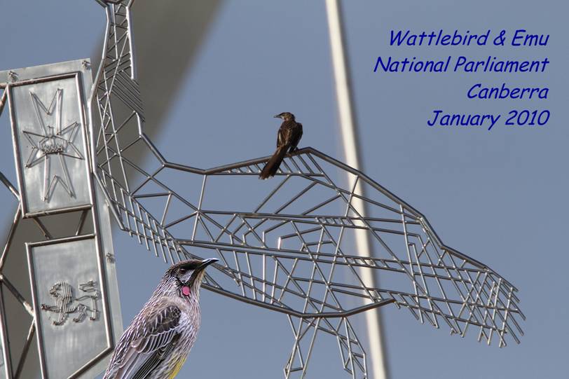 wattlebird&friend_0076.jpg