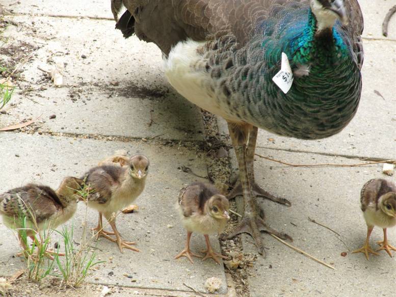 4 peachicks_.jpg