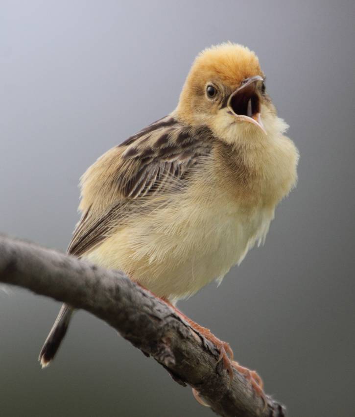 cisticola J_7291.jpg