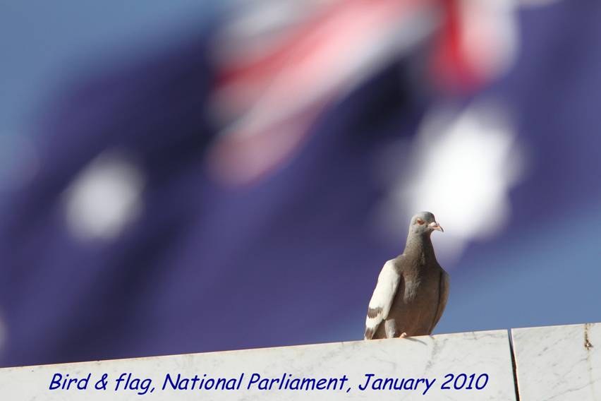 bird&flag.jpg