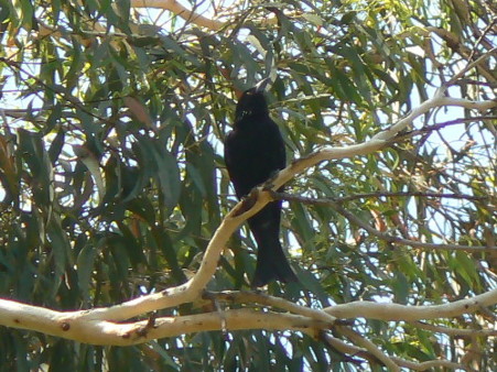drongo