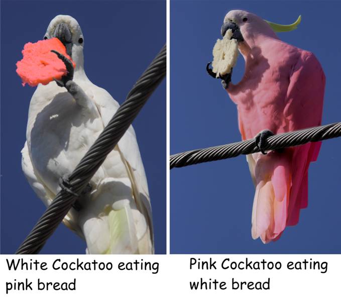 bread preferences.jpg