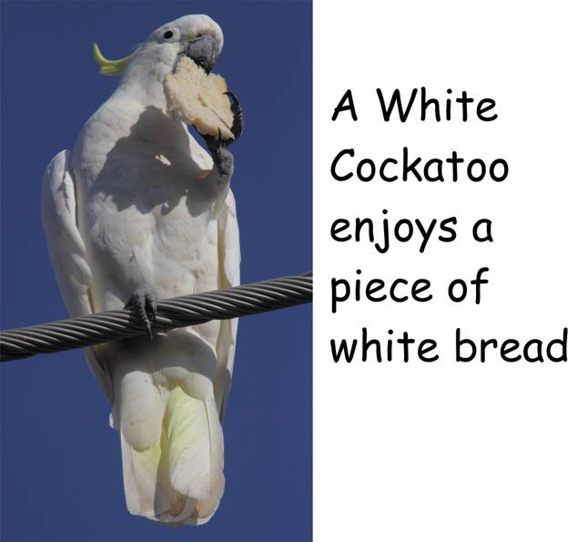 white cocky_7749.jpg