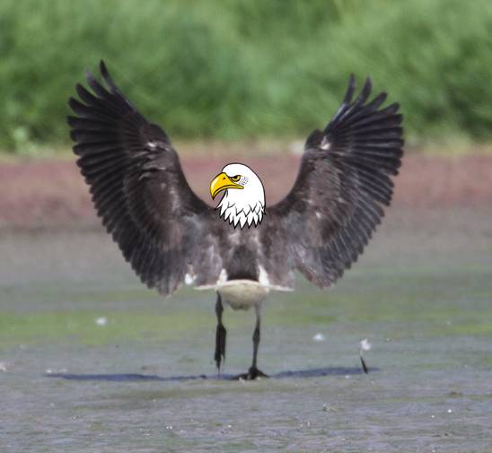 A Eagle_7390.jpg