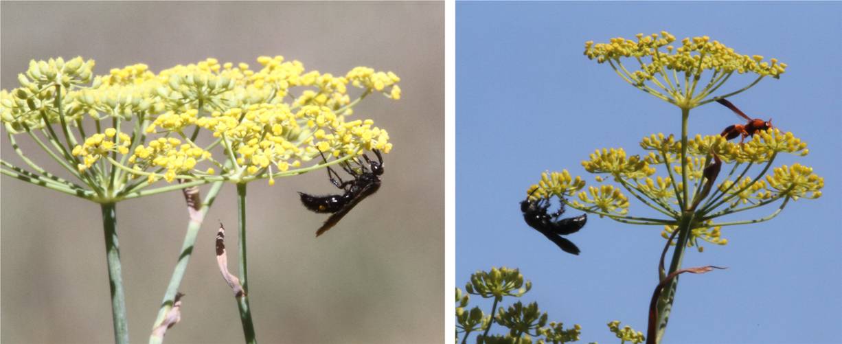 W FENNEL.jpg