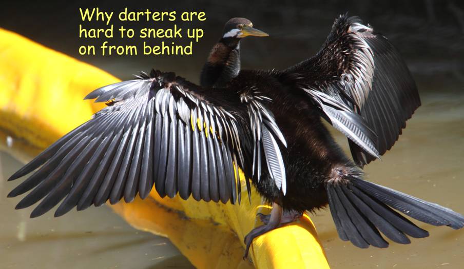 darter sneaking_2111.jpg