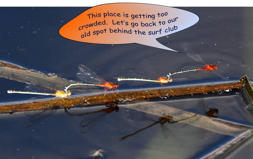 insect life.jpg
