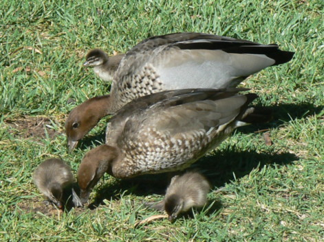 Duck