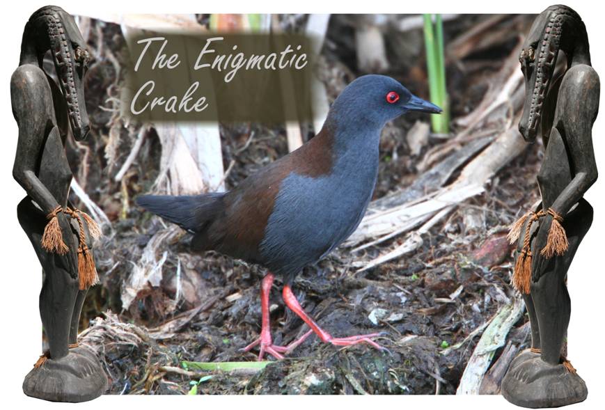 Crake, enigmatic.jpg