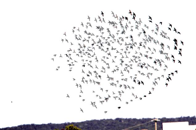 starlings 2_4041.jpg