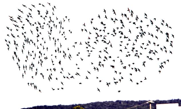 starlings 3.jpg