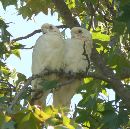 Corella
