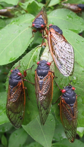 cicadas.jpg