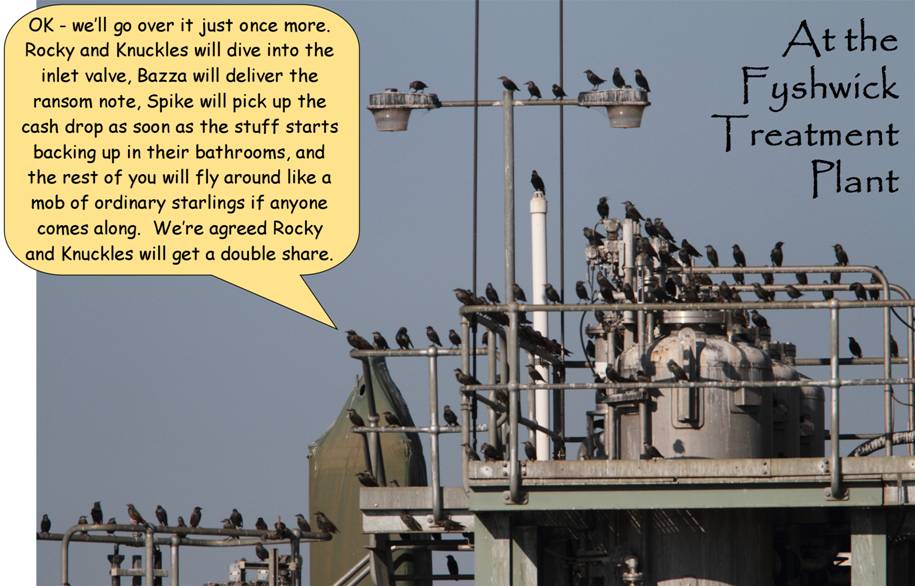 ordinary starlings.jpg