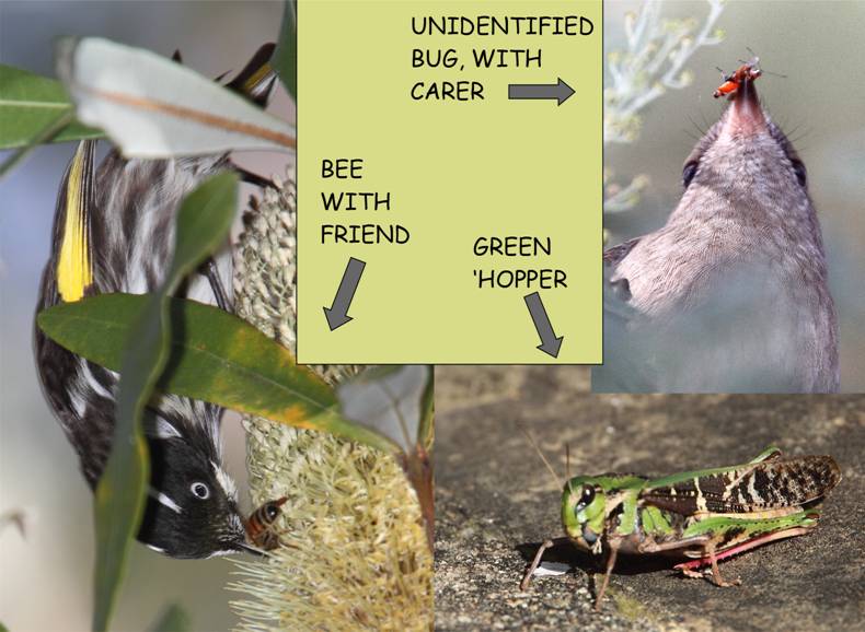 INSECTS.jpg