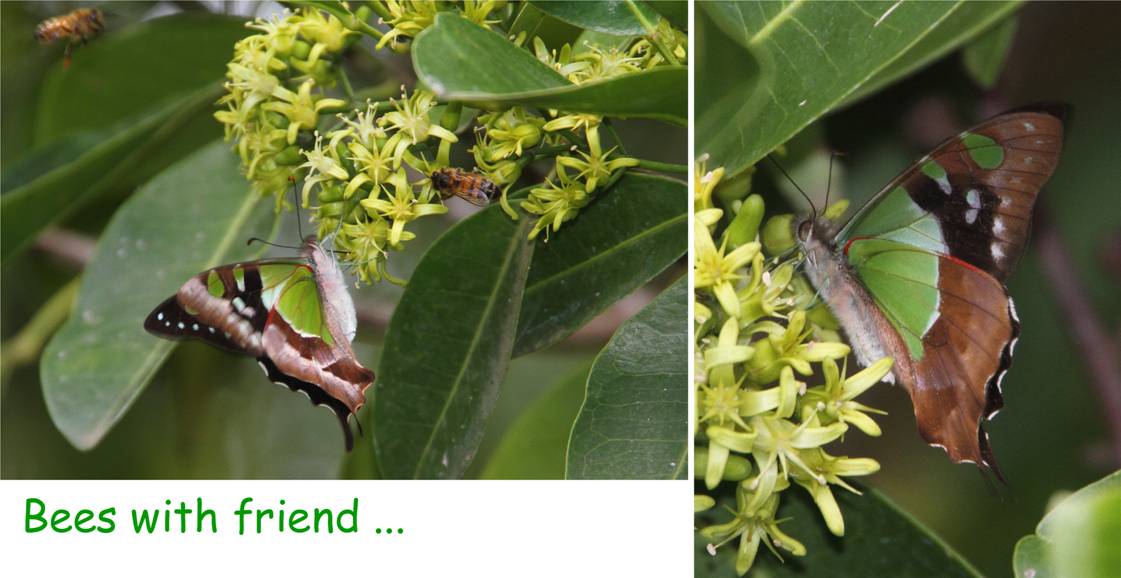bees with friend.jpg
