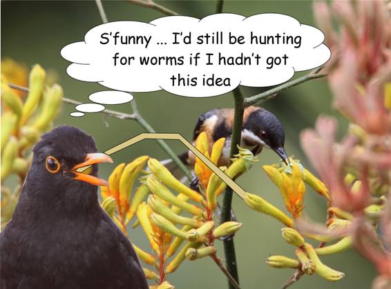 only seen in Canberra.jpg
