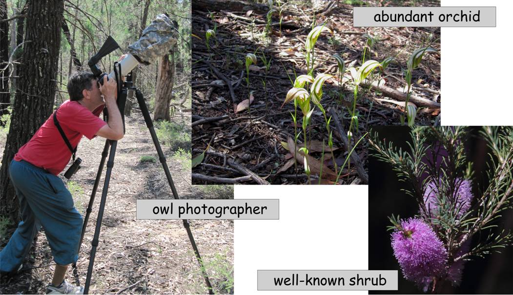 spring forest 2.jpg