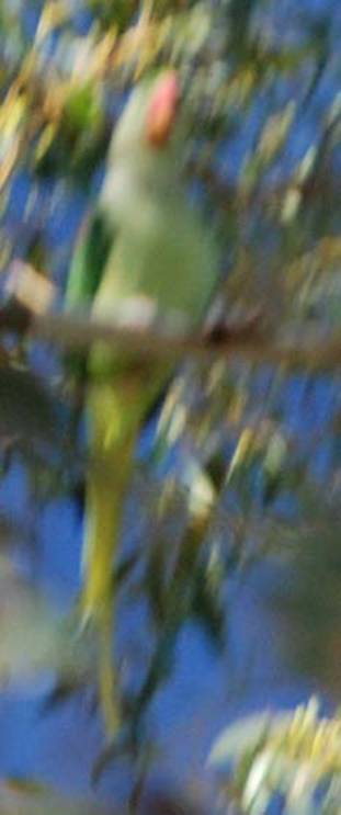 mysteryparrot.jpg