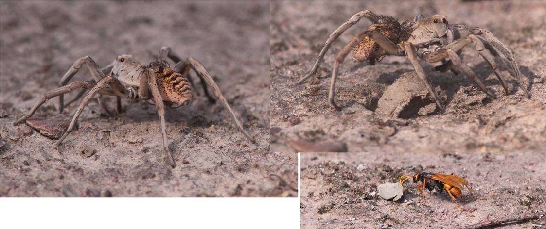 spider and wasp J.jpg