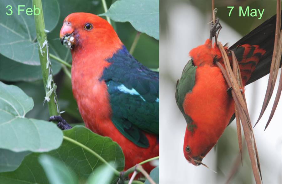 seasonal parrots.jpg