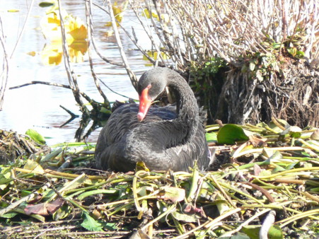 swan