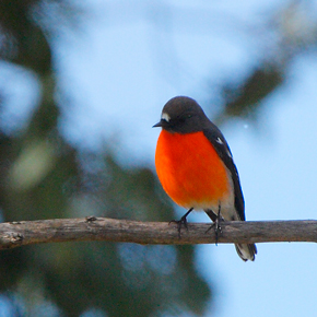 2B_robin-male100507_9786.jpg