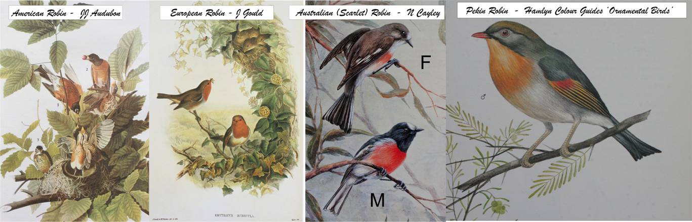 robins complete.JPG