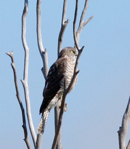 goshawk_sparrowhawk100507_9986.jpg