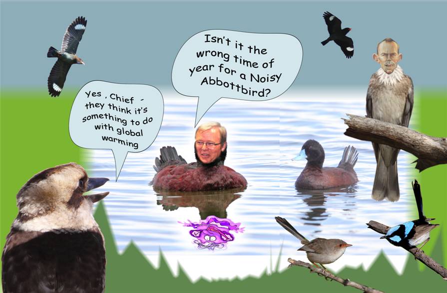 return of the ruddy duck.jpg