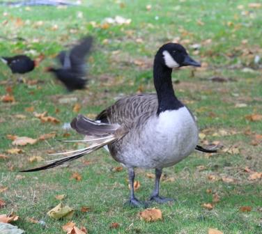 Canada Goose London.JPG