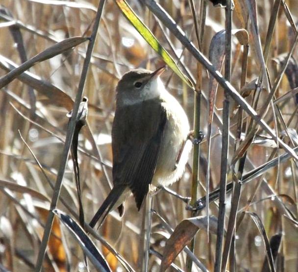Aus Reed-warbler Tidbinbilla.JPG