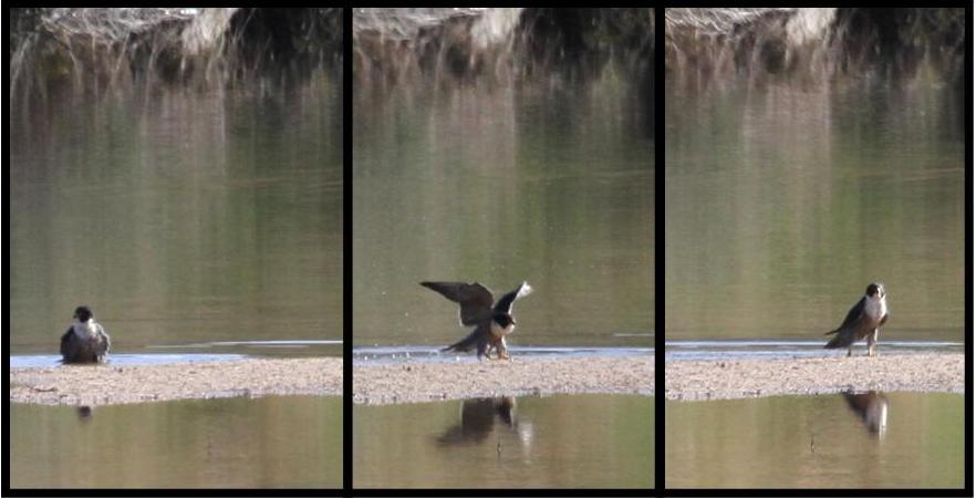 Peregrine Falcon ThawaSW1.jpg