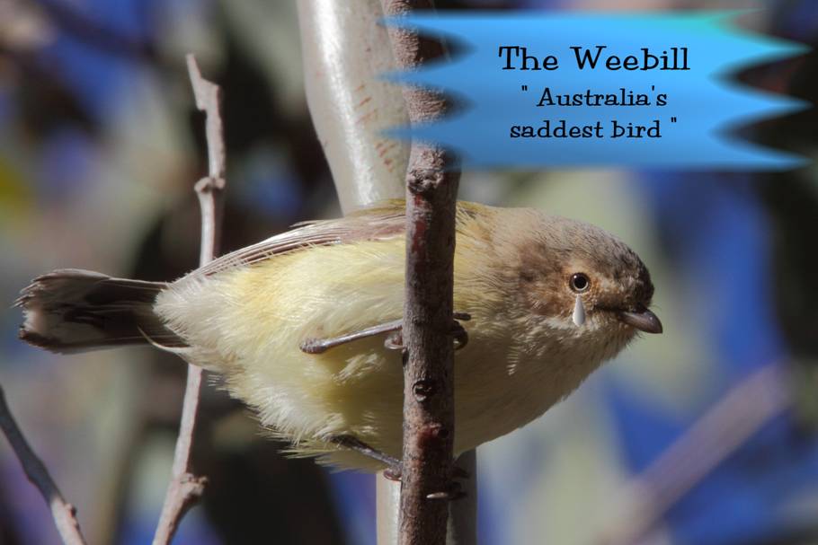 Australia's saddest.jpg