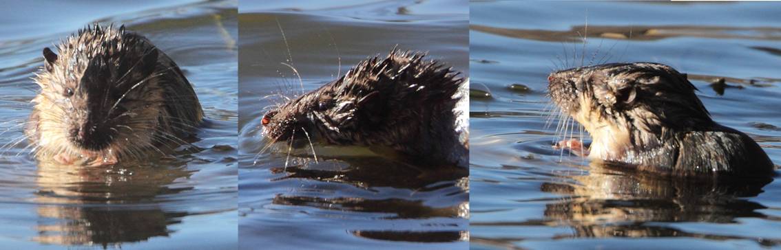 genuine water rat.jpg