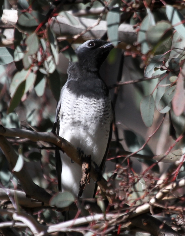White-bellied Cuckoo-shrike Newline.JPG