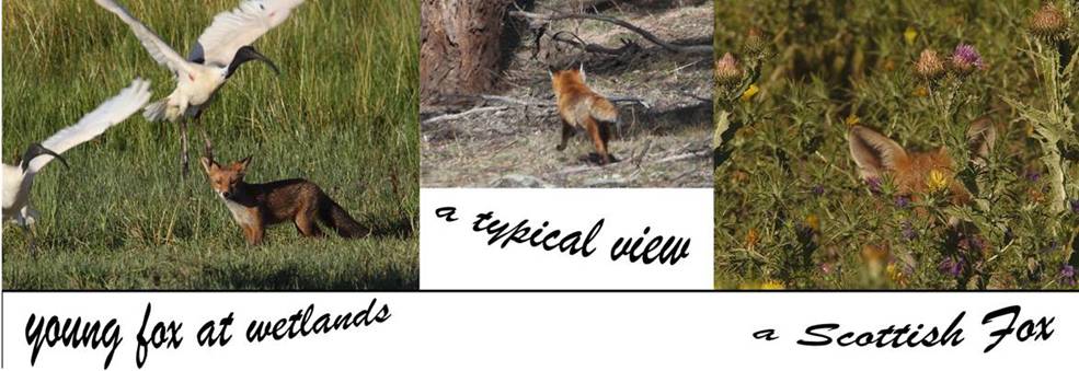the urban fox.jpg