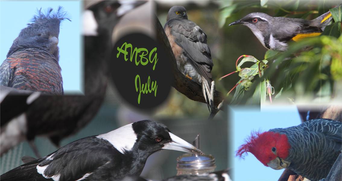 ANBG's July.jpg