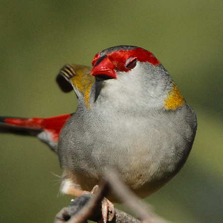 red-browed-firetail-eyelid_3720.jpg