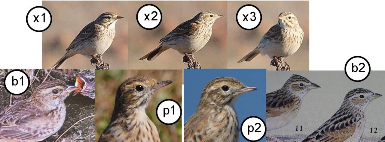 grasslandsJ.jpg